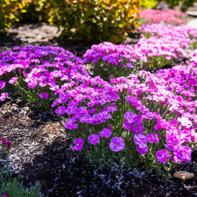 dianthus temptress landscape