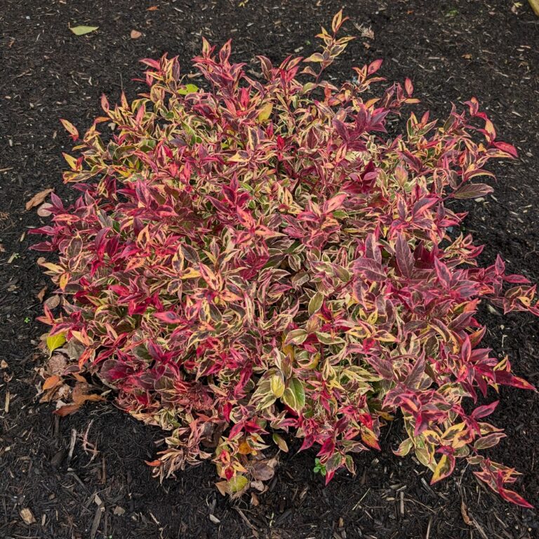 firestar landscape