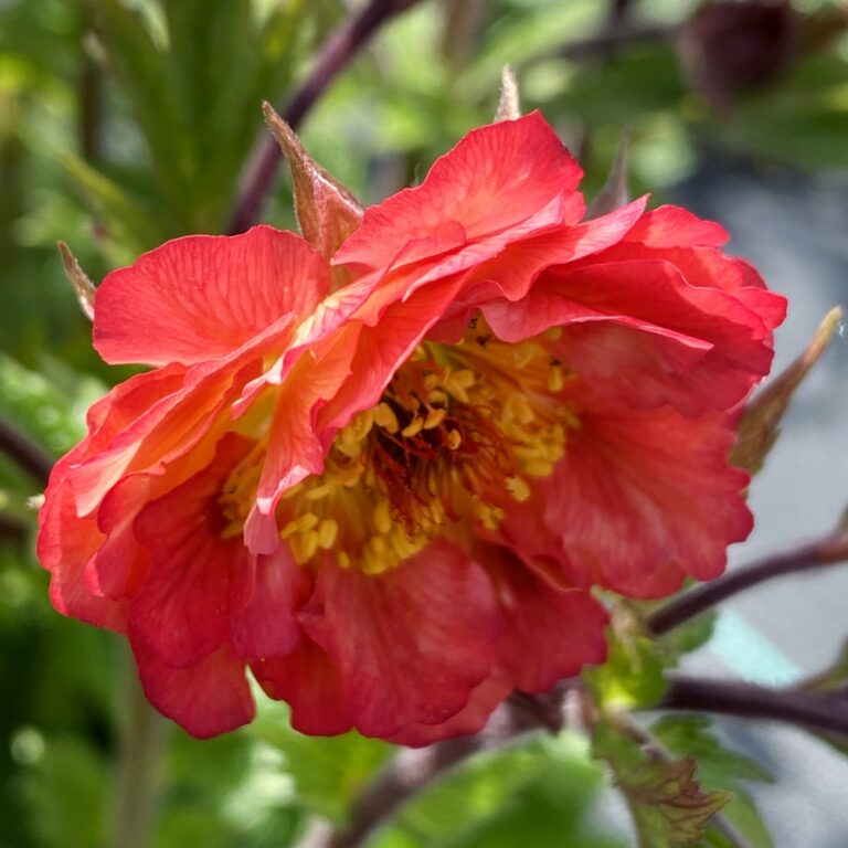 geum tempo coral bloom