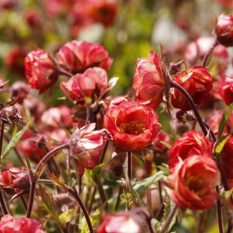 geum tempo coral landscape