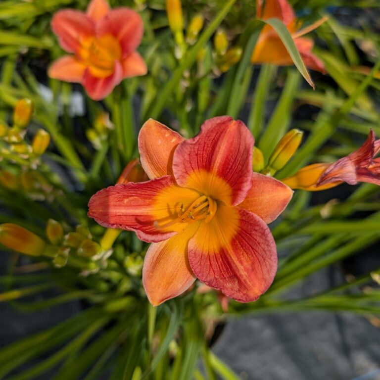 hemerocallis citrus bliss bloom