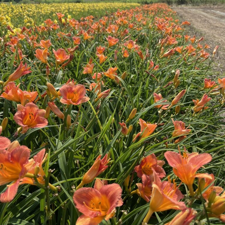 hemerocallis citrus bliss landscape