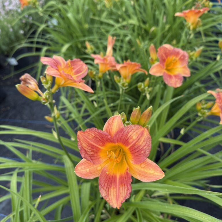 hemerocallis citrus bliss landscape