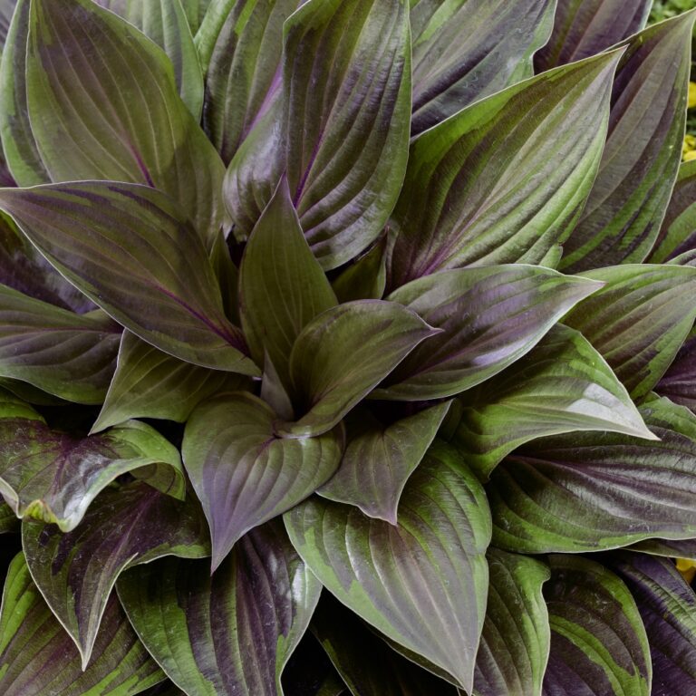 hosta red ninja foliage