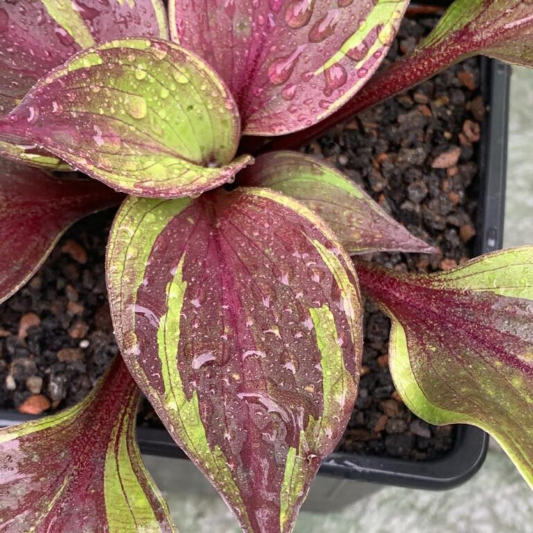 hosta red ninja foliage
