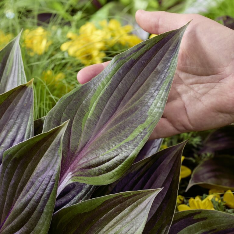 hosta red ninja foliage