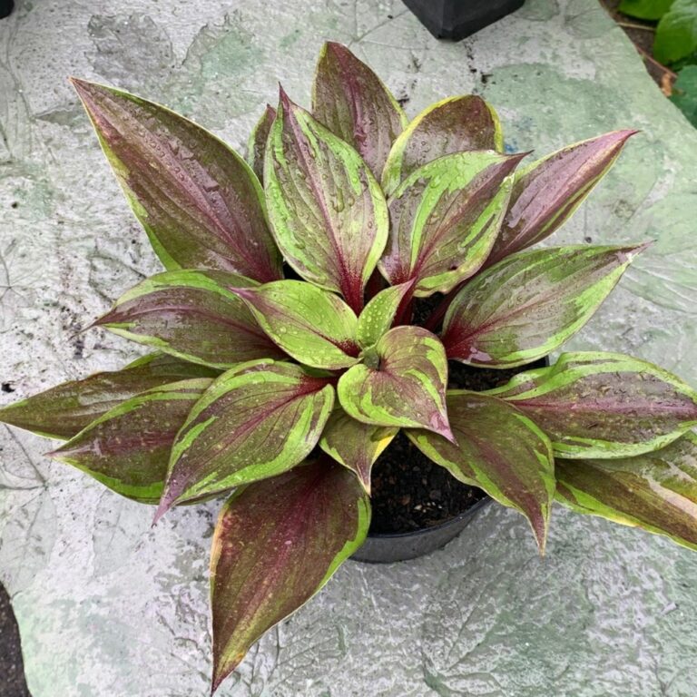 hosta red ninja foliage