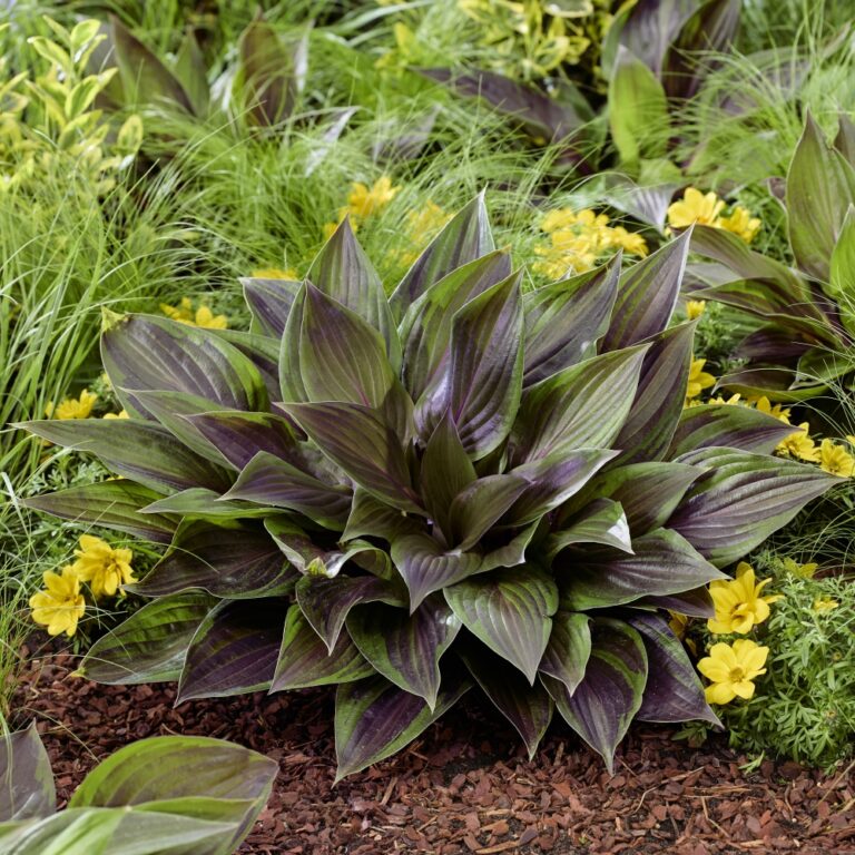 hosta red ninja landscape