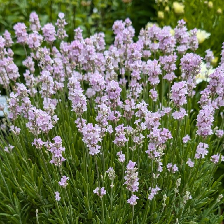 lavandula little lizzie bloom