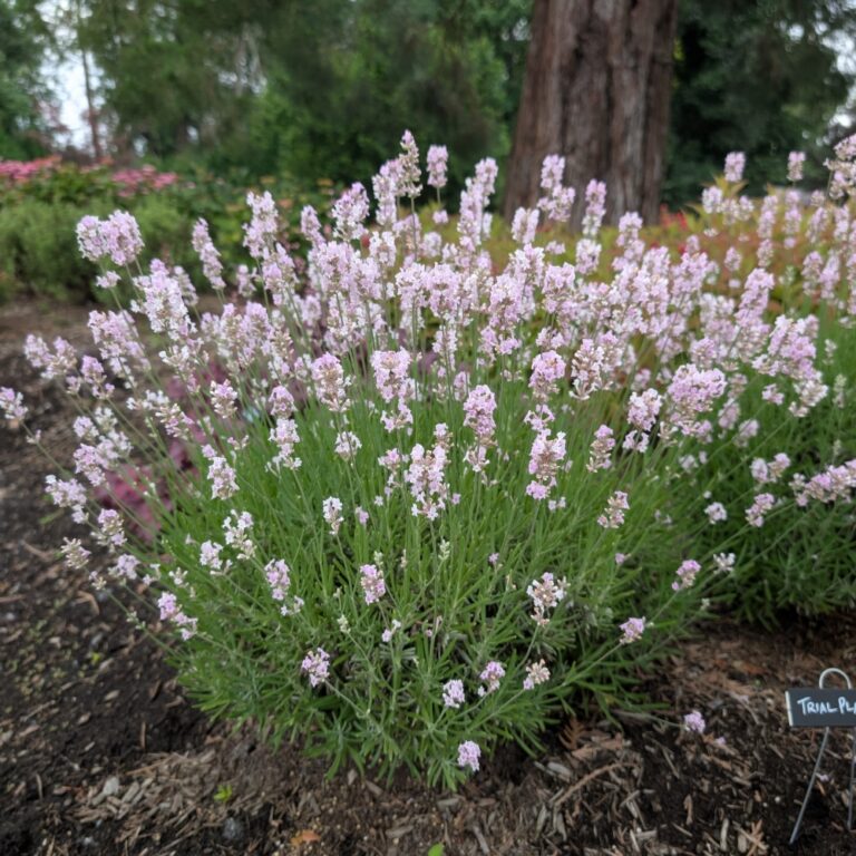 lavandula little lizzie landscape