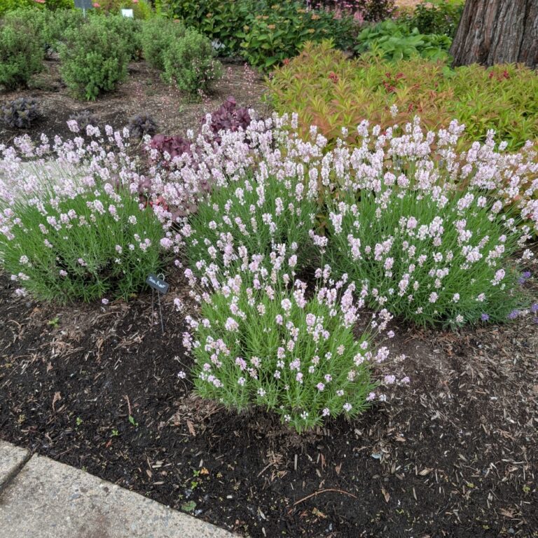 lavandula little lizzie landscape