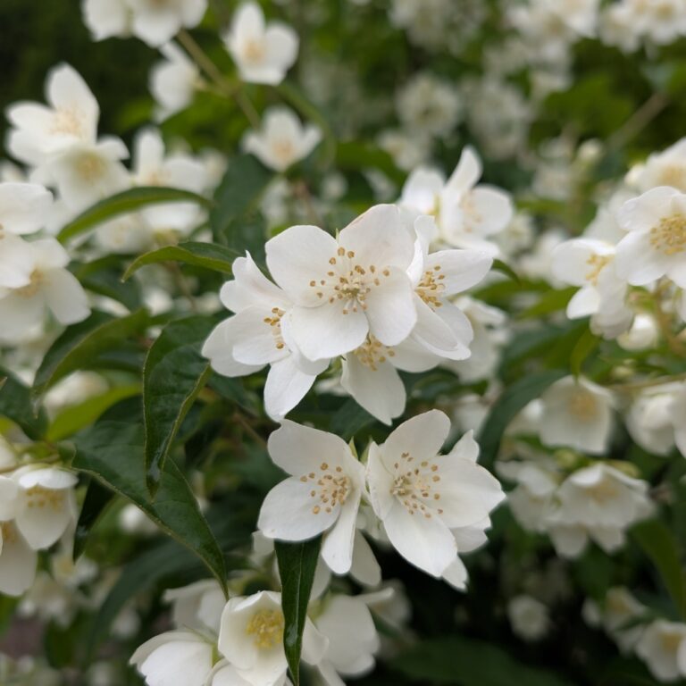 leucothoe milky way bloom