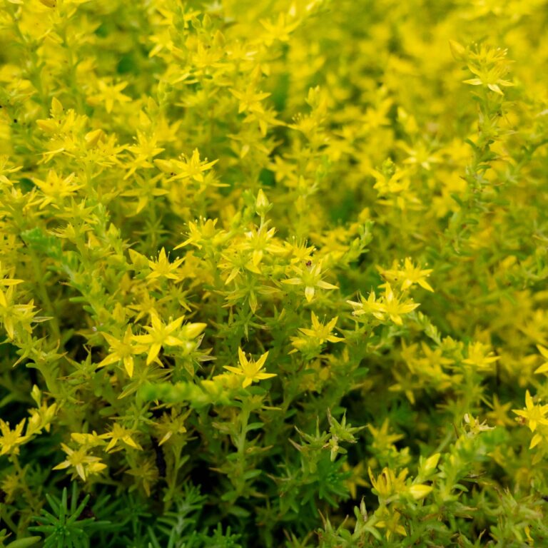 sedum yellowstone landscape