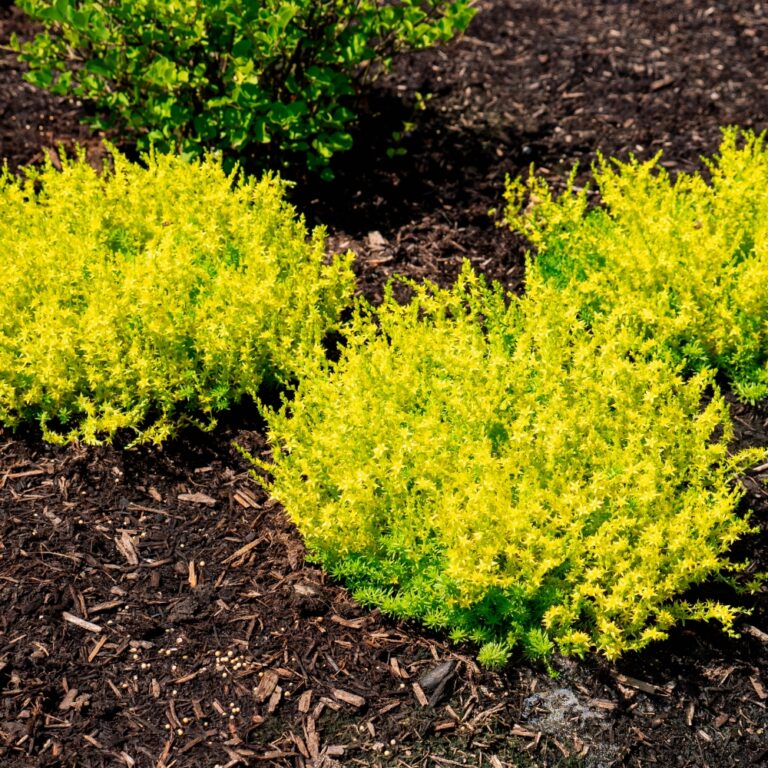 sedum yellowstone landscape