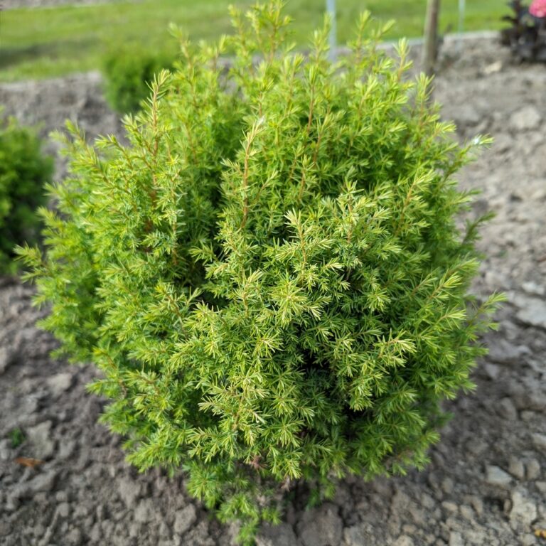 thuja forever young landscape