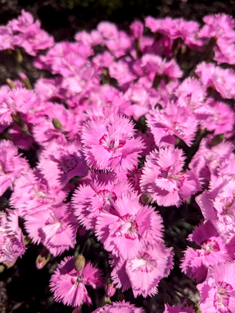 temptress dianthus blooms close up