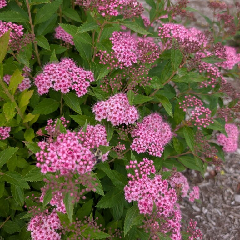 spirea sugar high bloom