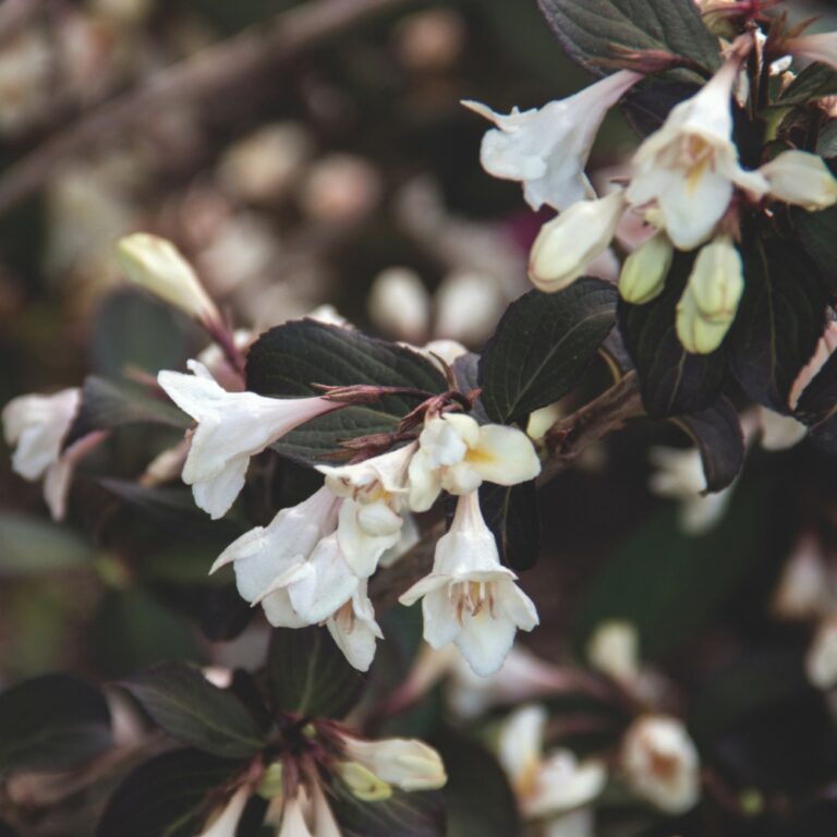 weigela tuxedo bloom