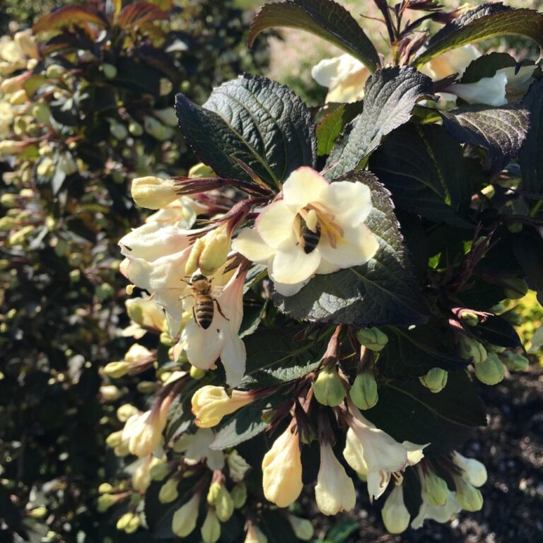 weigela tuxedo bloom