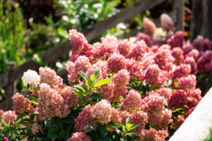 copy of hydrangea bouncy castle 11