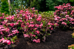 hydrangea pink dynamo 2