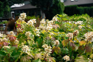 hydrangea toy soldier 5
