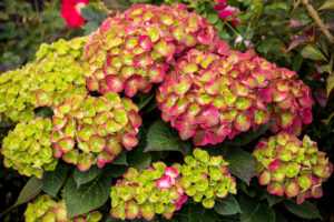 hydrangeamacrophylla tilt a swirl® summer