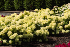 hydrangea bubble bath landscape 1 (3)