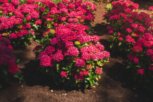 hydrangea drama queen landscape 1 (3)
