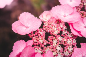 hydrangea pink dynamo landscape 4 (1)