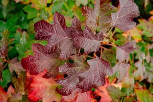 hydrangea toy soldier landscape 1