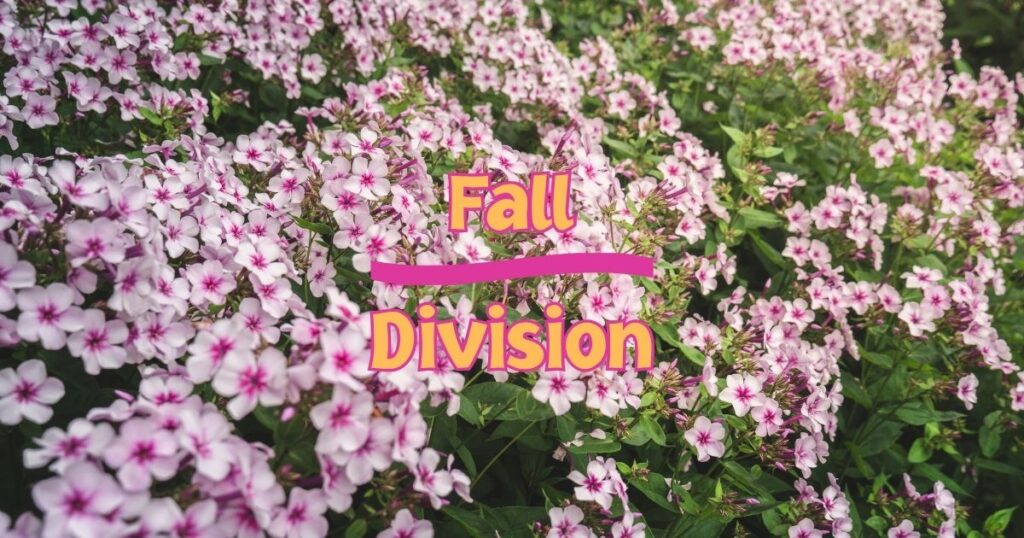 Fall Division