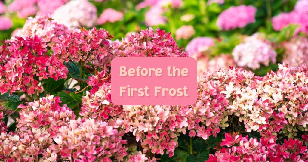 Before the First Frost