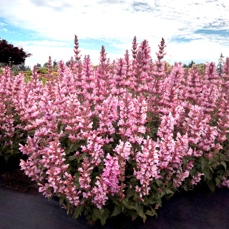 agastache pink pearl landscape web