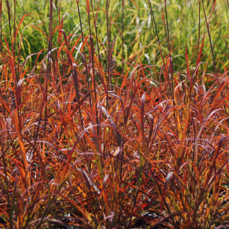 andropogon redoctober detailfoliage web