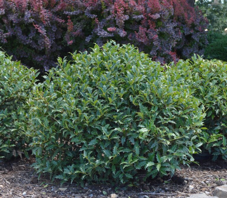 ilex southern red holly
