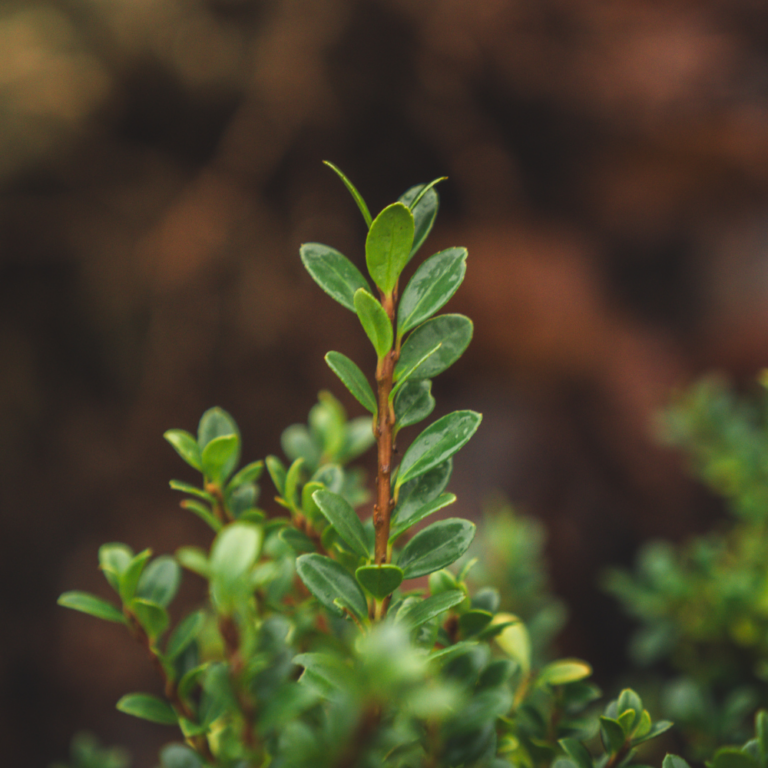 lucky marble foliage