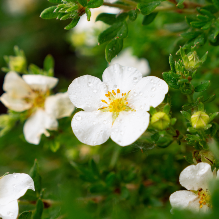 potentilla fruticosa bella bianca bloom