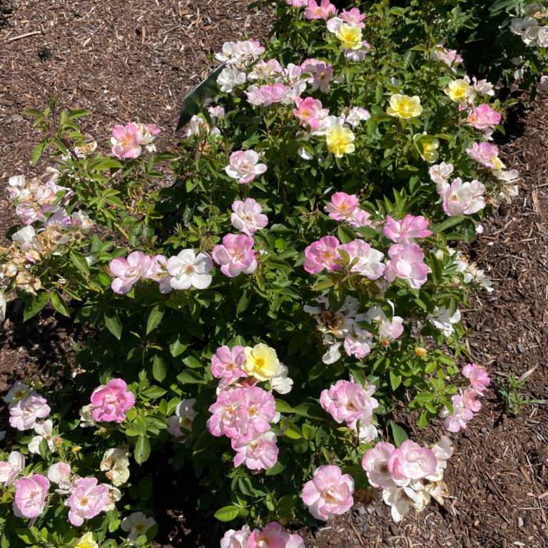 rosa peach lemonade landscape