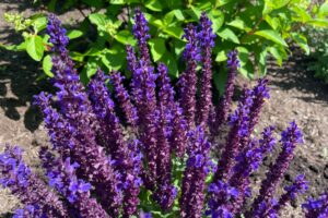 Perpetual Purple™