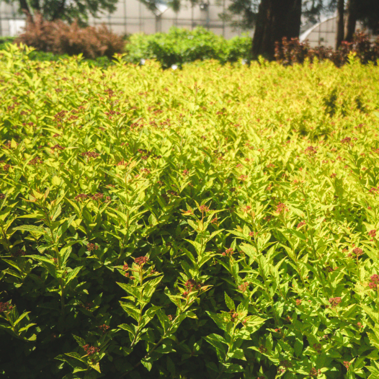 spiraea japonica pineapple poprocks foliagedetails