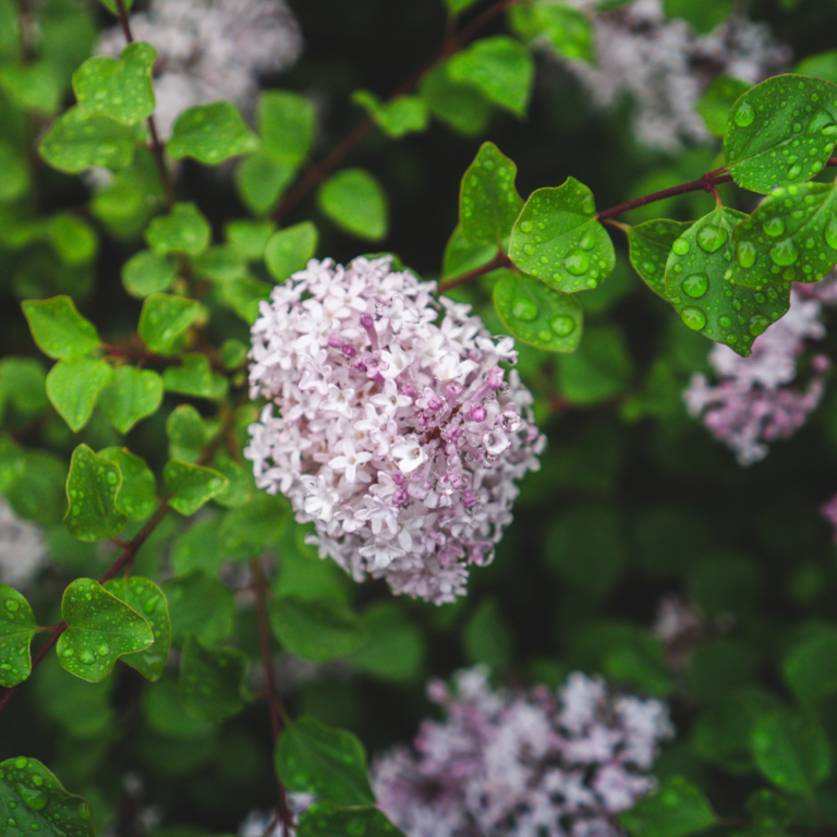 syringa meyeri pearl potion foliagedetails