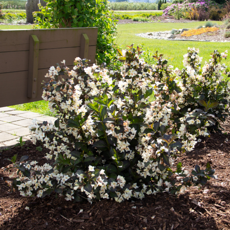 weigela tuxedo landscape